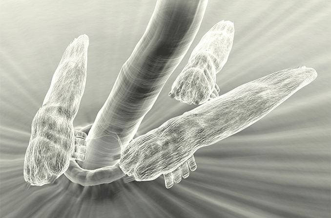 magnified view of eyelid mites around an eyelash follicle.